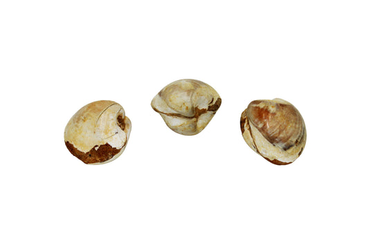 Fossilized Clam