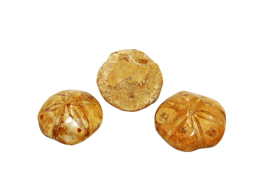 Sand Dollar