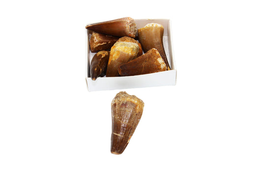 Mosasaur Tooth