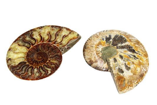Cleoniceras Ammonite Large