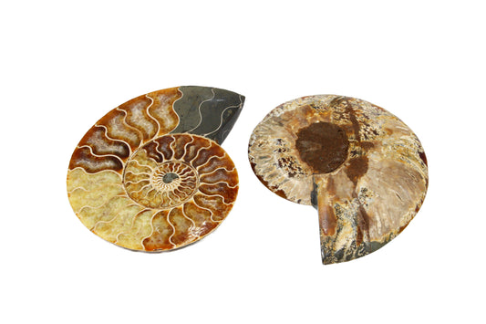 Cleoniceras Ammonite Medium