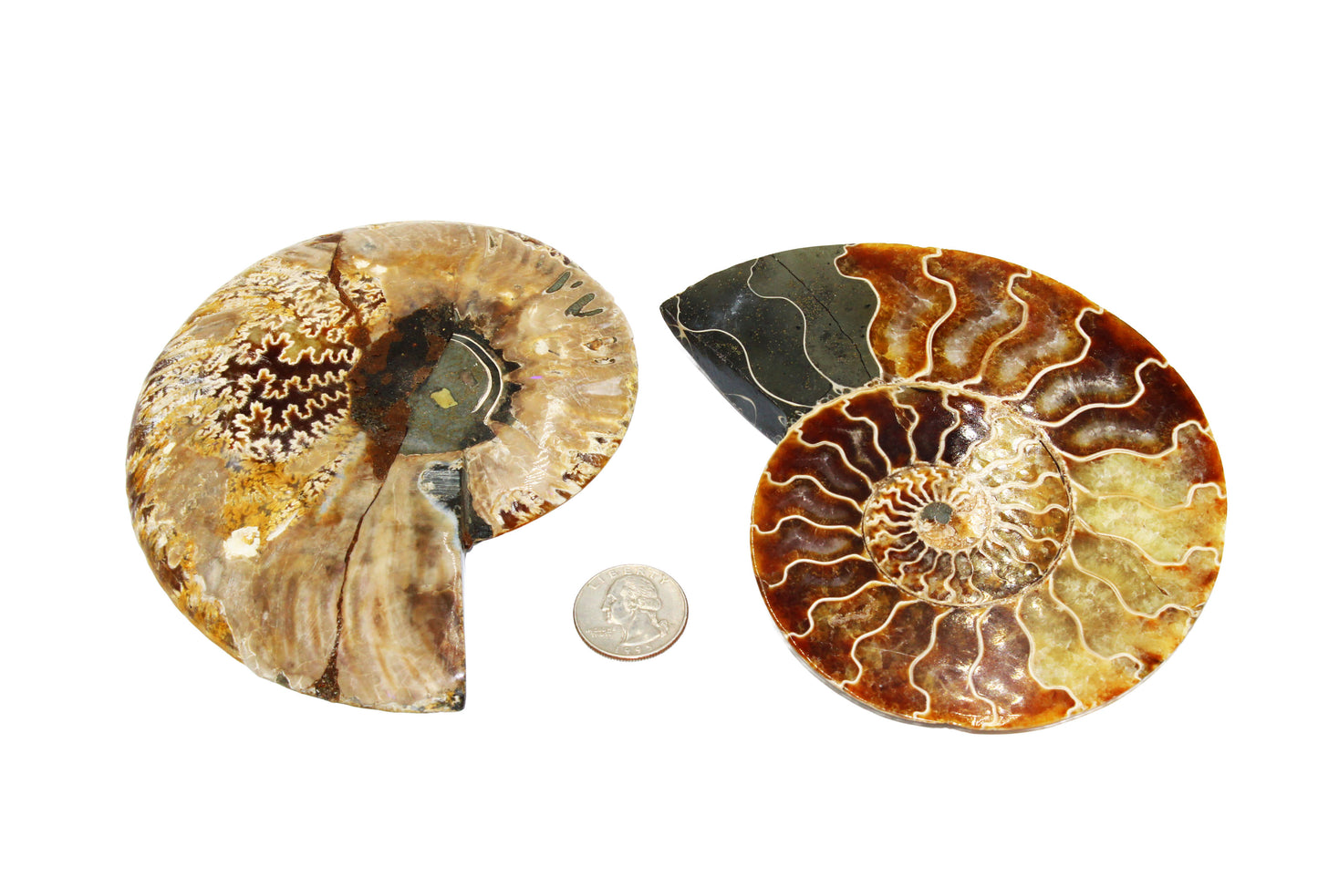 Cleoniceras Ammonite Medium