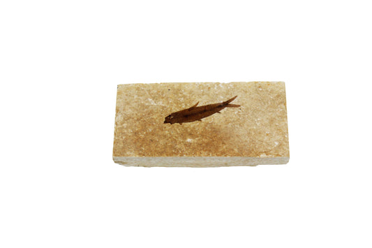 Fossil Fish Plate Small