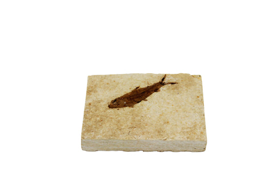 Fossil Fish Plate Small