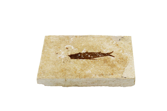 Fossil Fish Plate Small