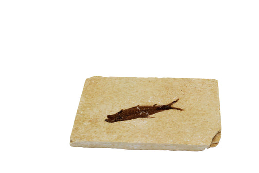 Fossil Fish Plate Small