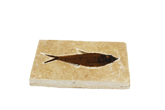 Fossil Fish Plate Large