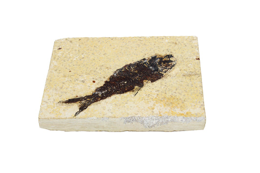 Fossil Fish Plate Large