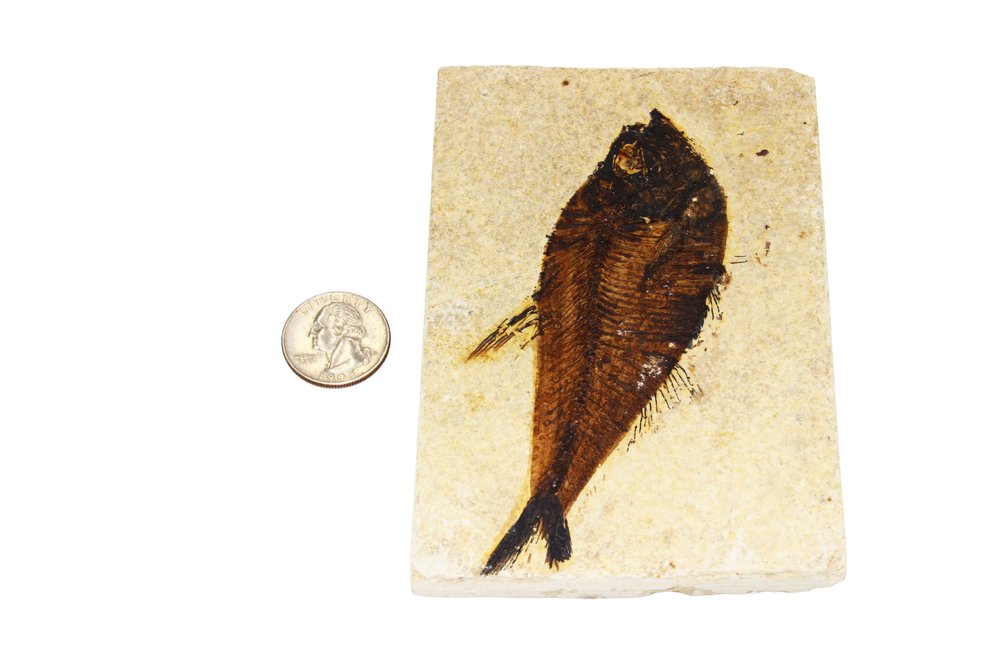 Fossil Fish Plate Large