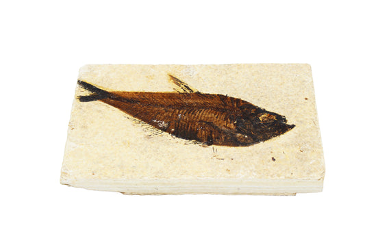 Fossil Fish Plate Large