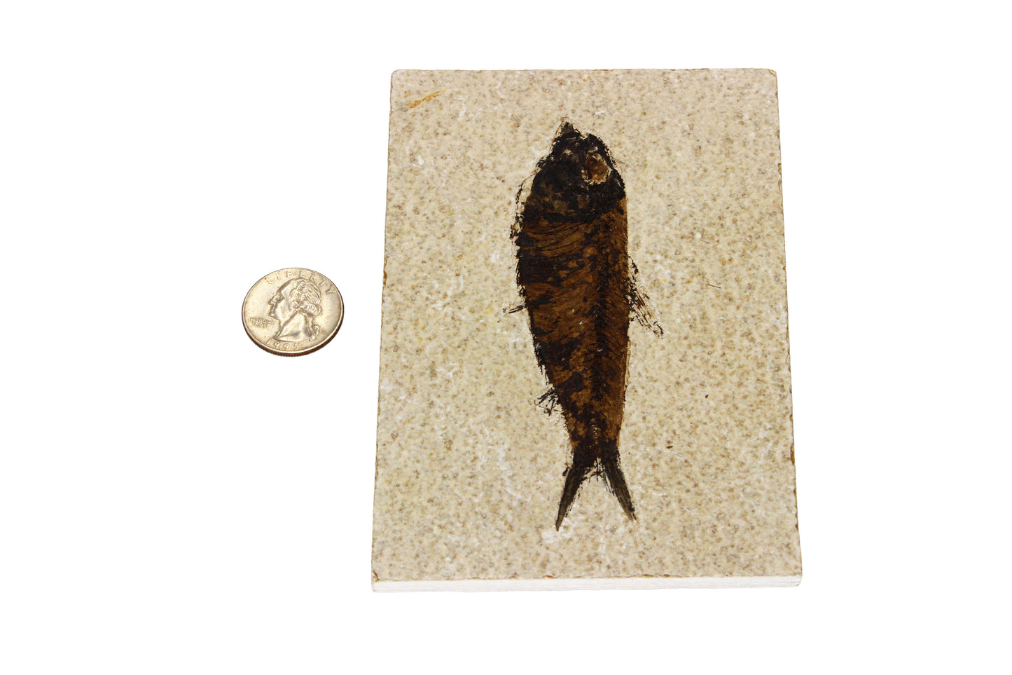 Fossil Fish Plate Large