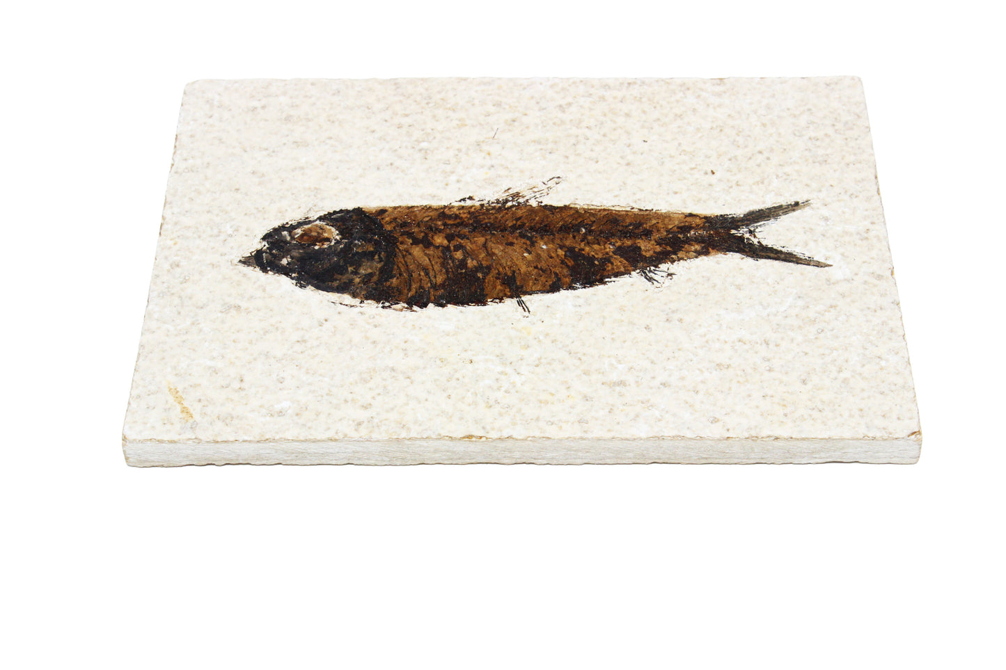 Fossil Fish Plate Large
