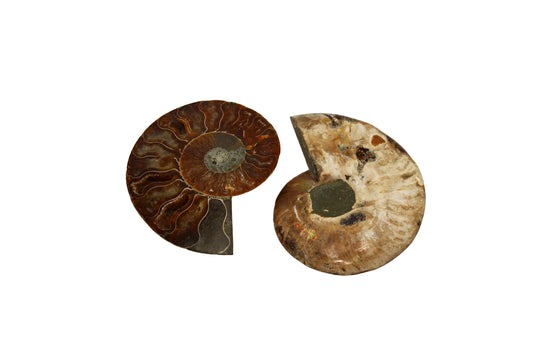 Cleoniceras Ammonite Small