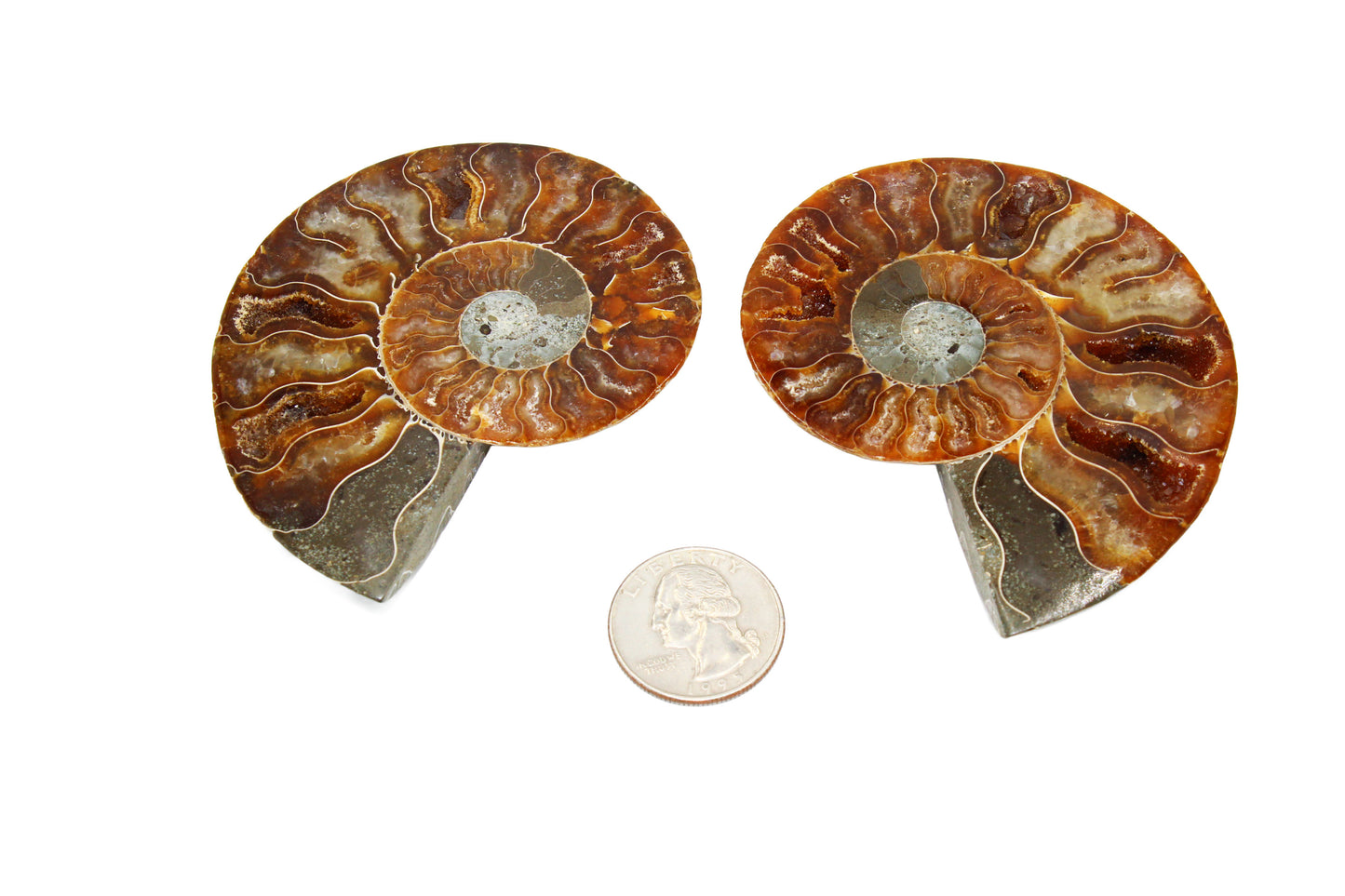 Cleoniceras Ammonite Small