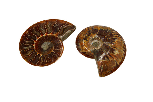 Cleoniceras Ammonite Small
