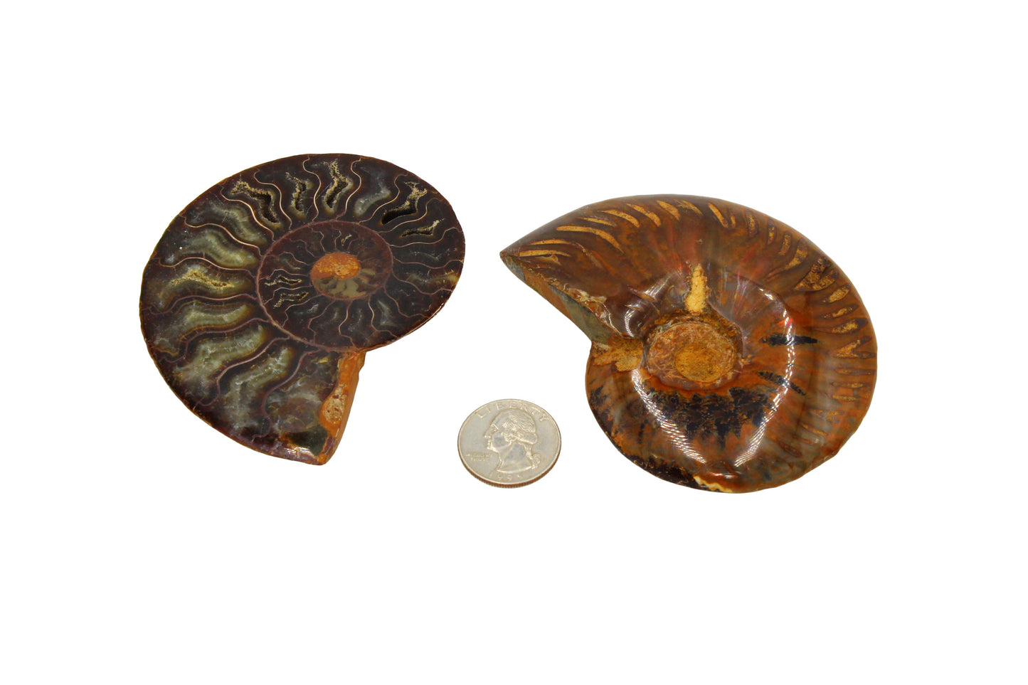 Cleoniceras Ammonite Small