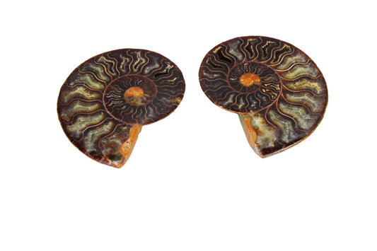 Cleoniceras Ammonite Small