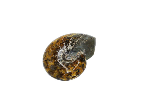 Cleoniceras Ammonite Whole