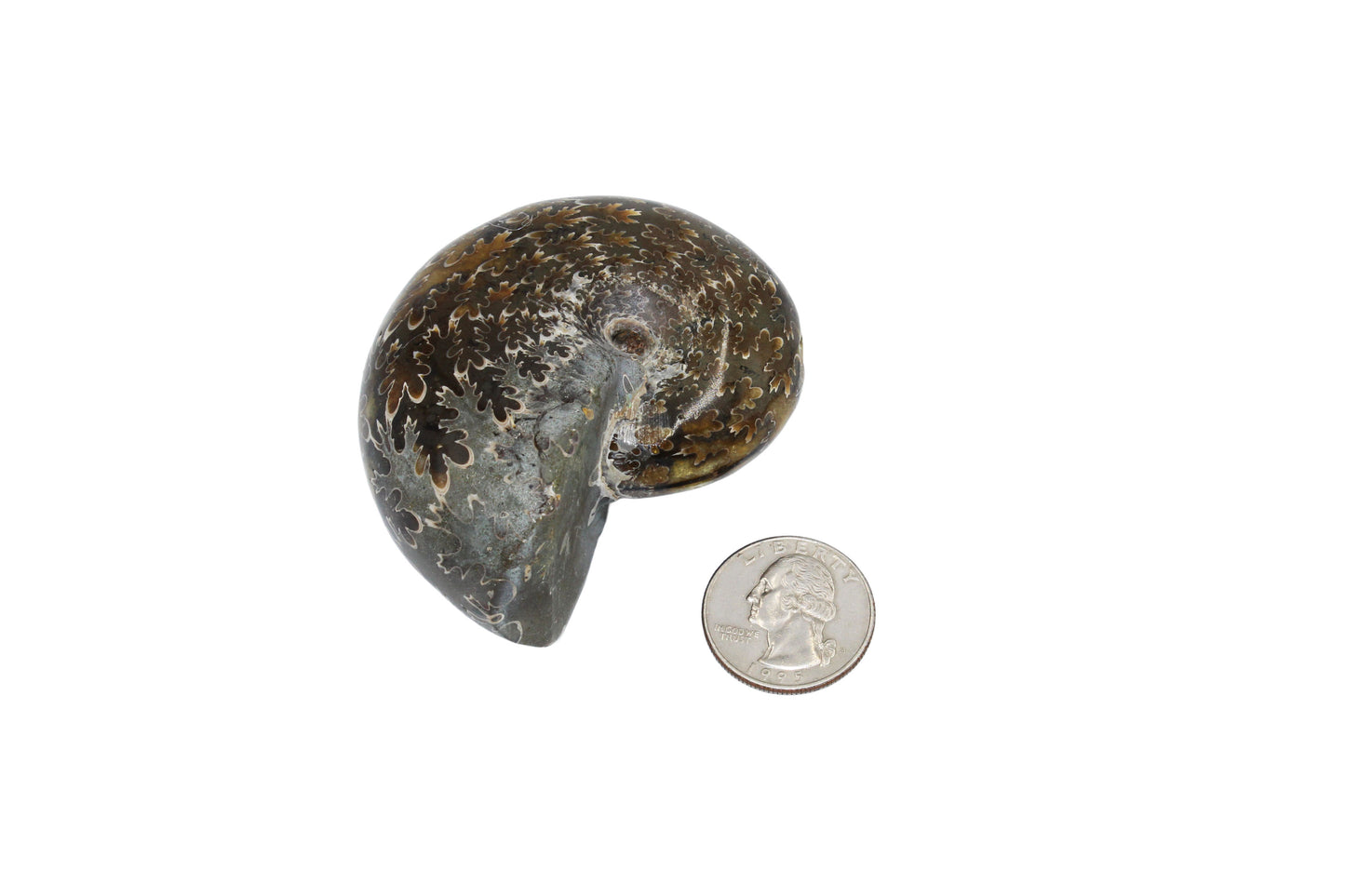Cleoniceras Ammonite Whole
