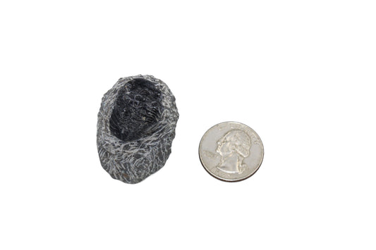 Trilobite