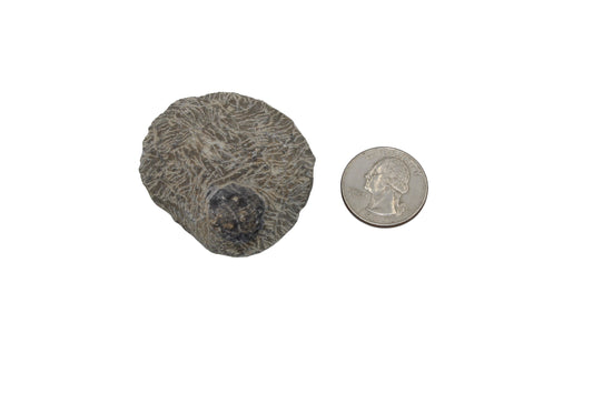Trilobite