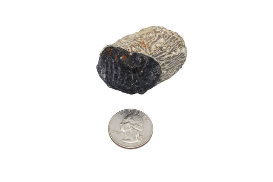 Trilobite