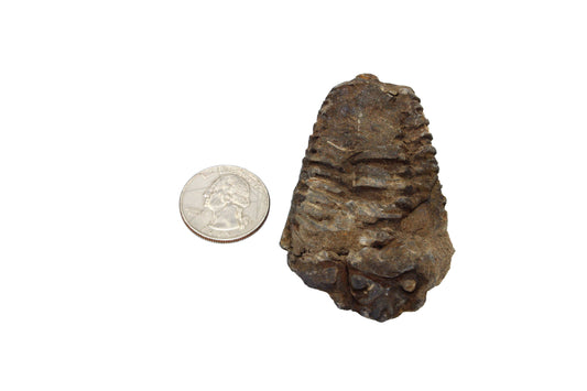 Trilobite