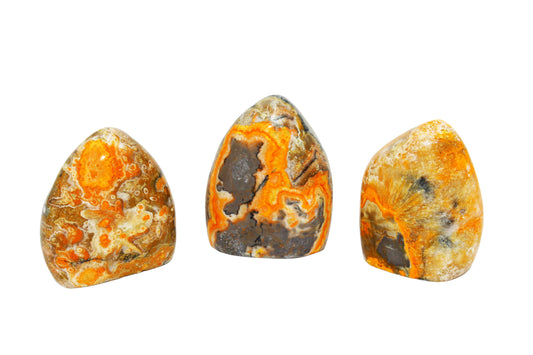 Bumblebee Jasper Freeform Small