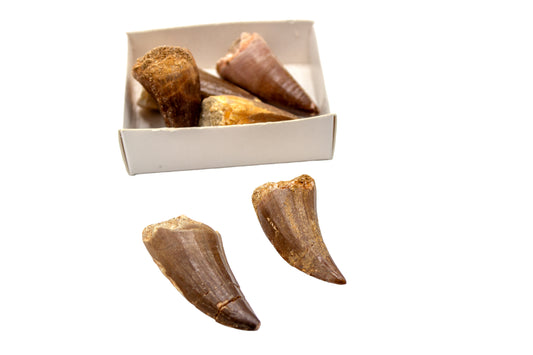 Mosasaur Tooth