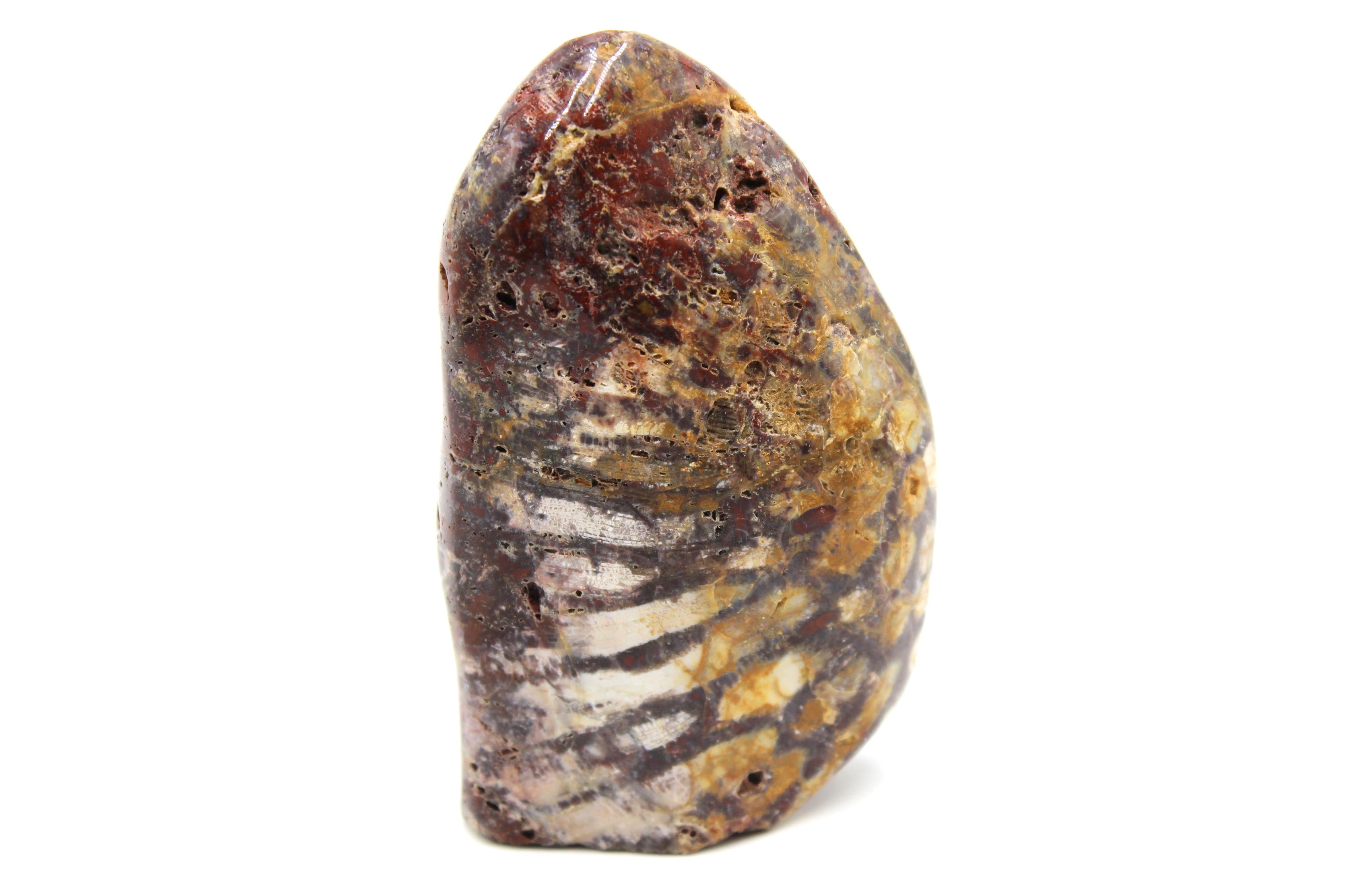 Best Freeform Rocks Fossil Coral Freeform A – Geoscape Rock Shop