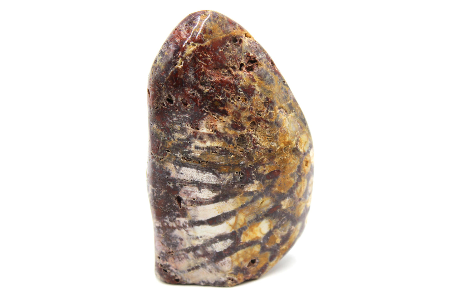 Fossil Coral Freeform A