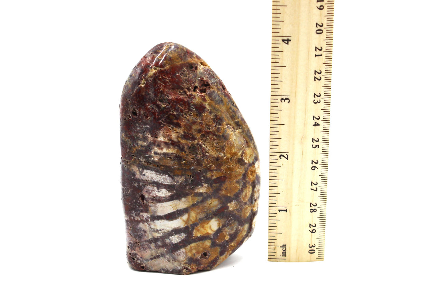 Fossil Coral Freeform A