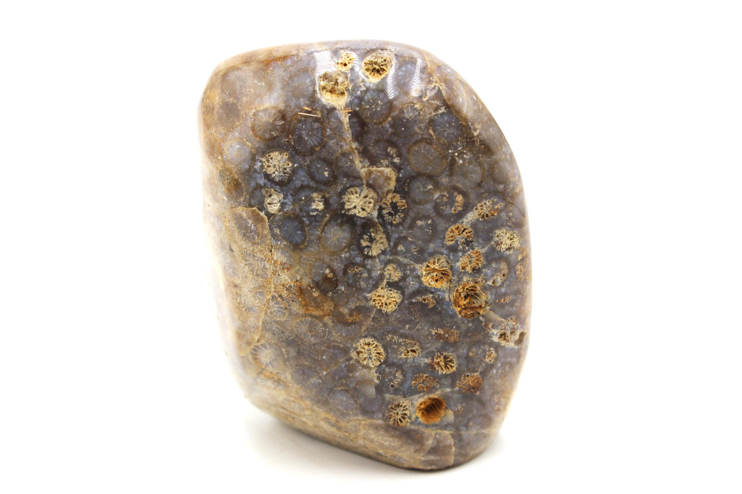 Fossil Coral Freeform B