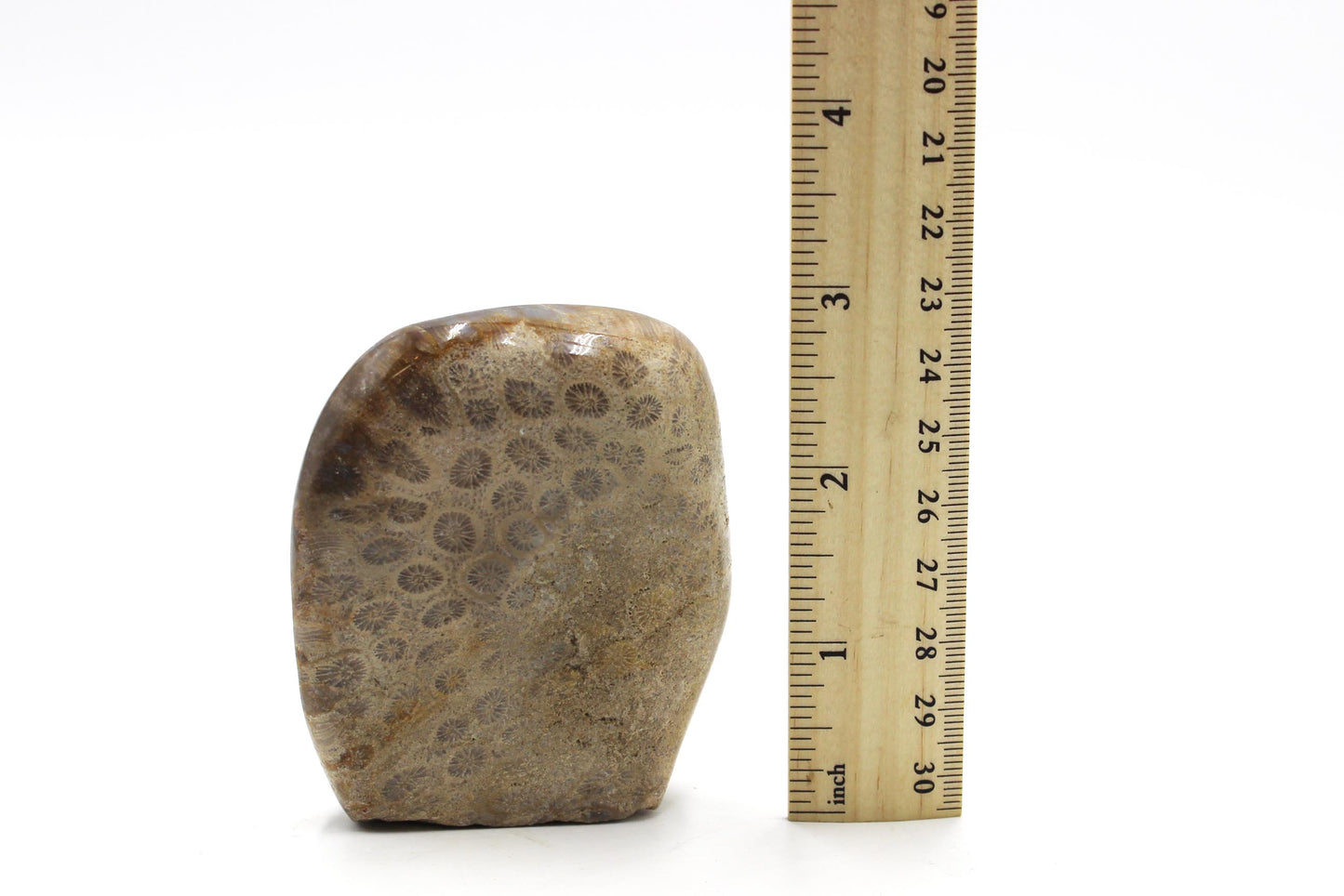 Fossil Coral Freeform B