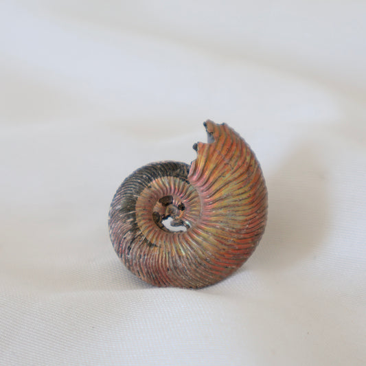 Russian Ammonite Quenstedticeras A