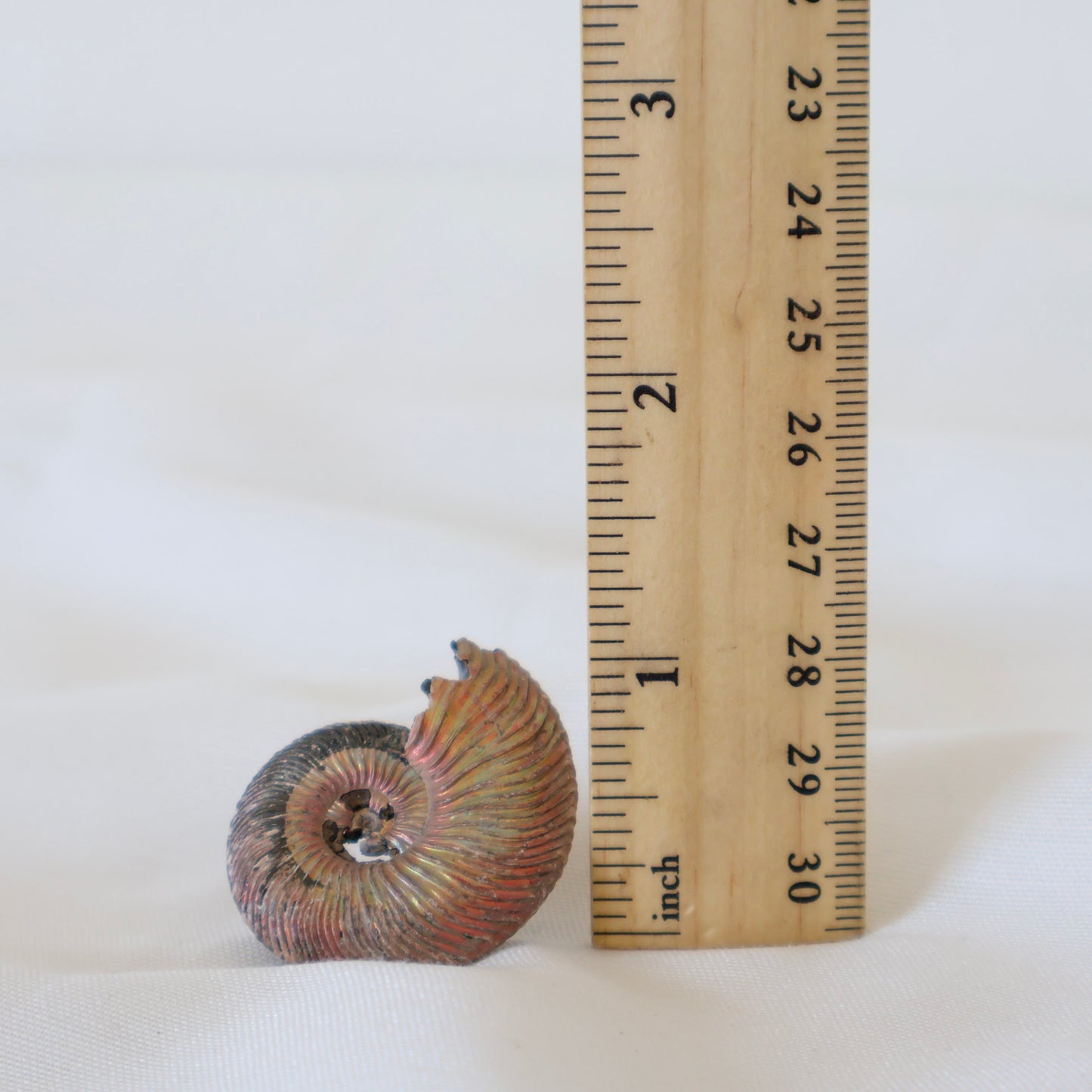 Russian Ammonite Quenstedticeras A
