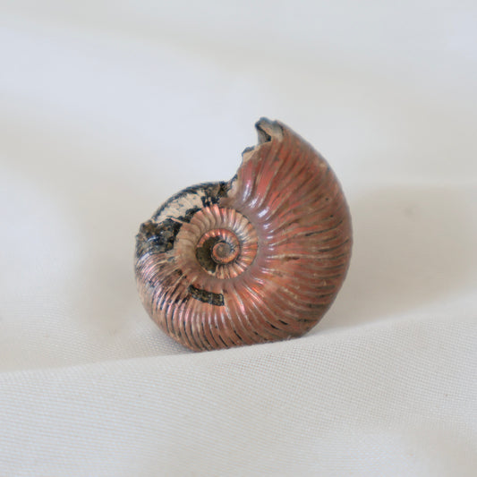 Russian Ammonite Quenstedticeras  B
