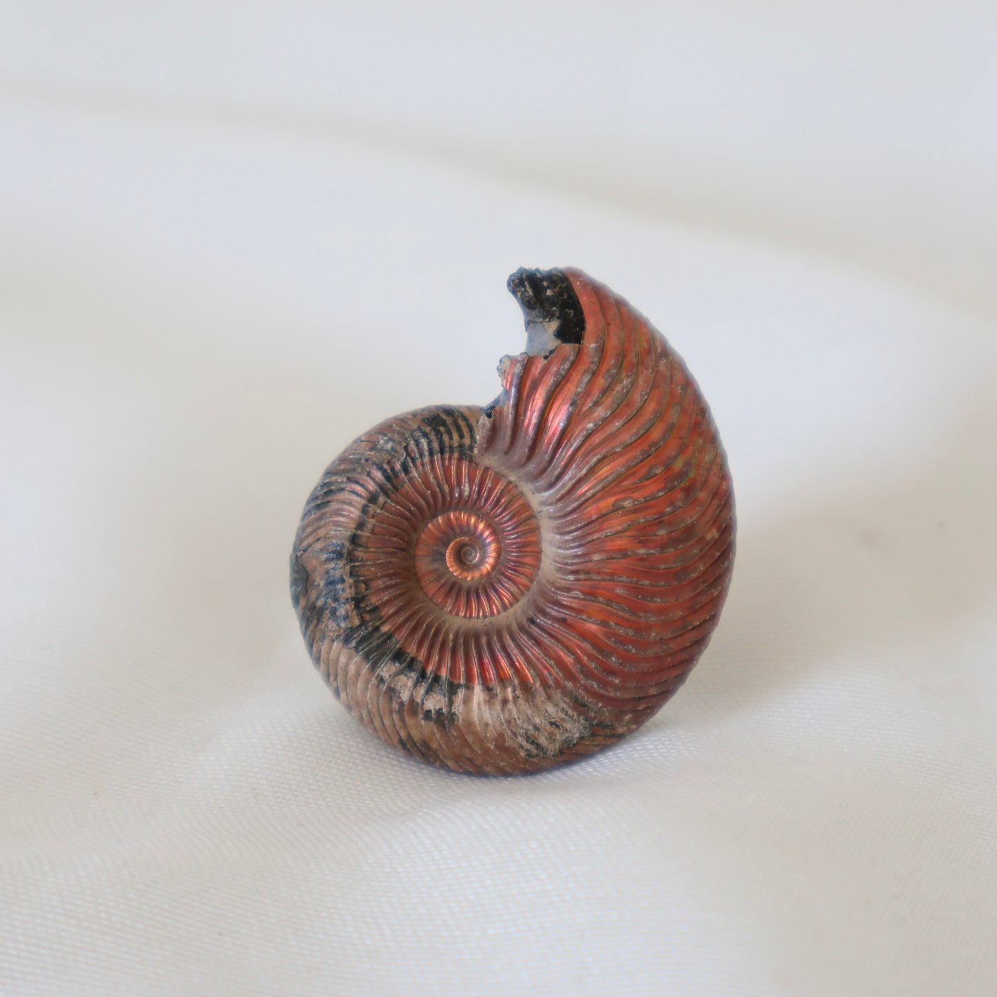 Russian Ammonite Quenstedticeras  C