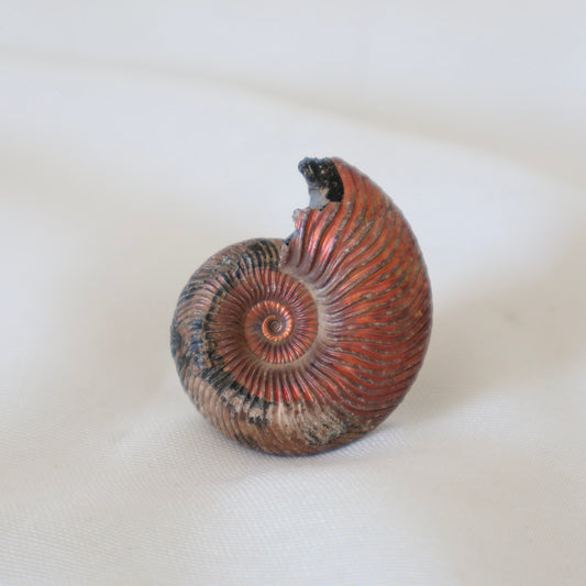 Russian Ammonite Quenstedticeras  C