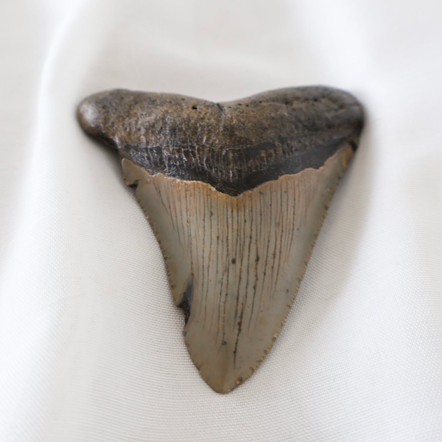 Whole Megalodon Tooth (A)
