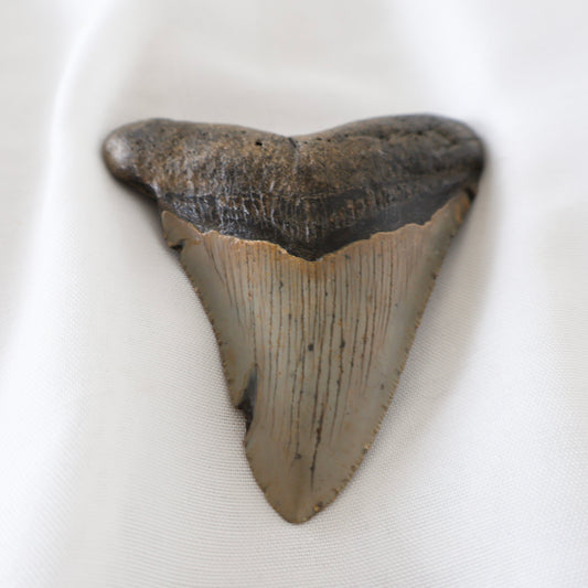 Whole Megalodon Tooth (A)