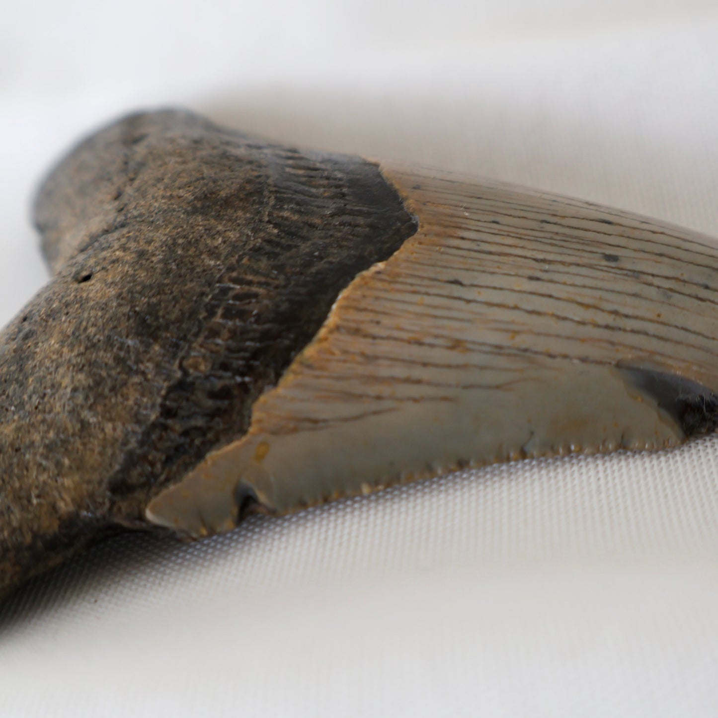 Whole Megalodon Tooth (A)