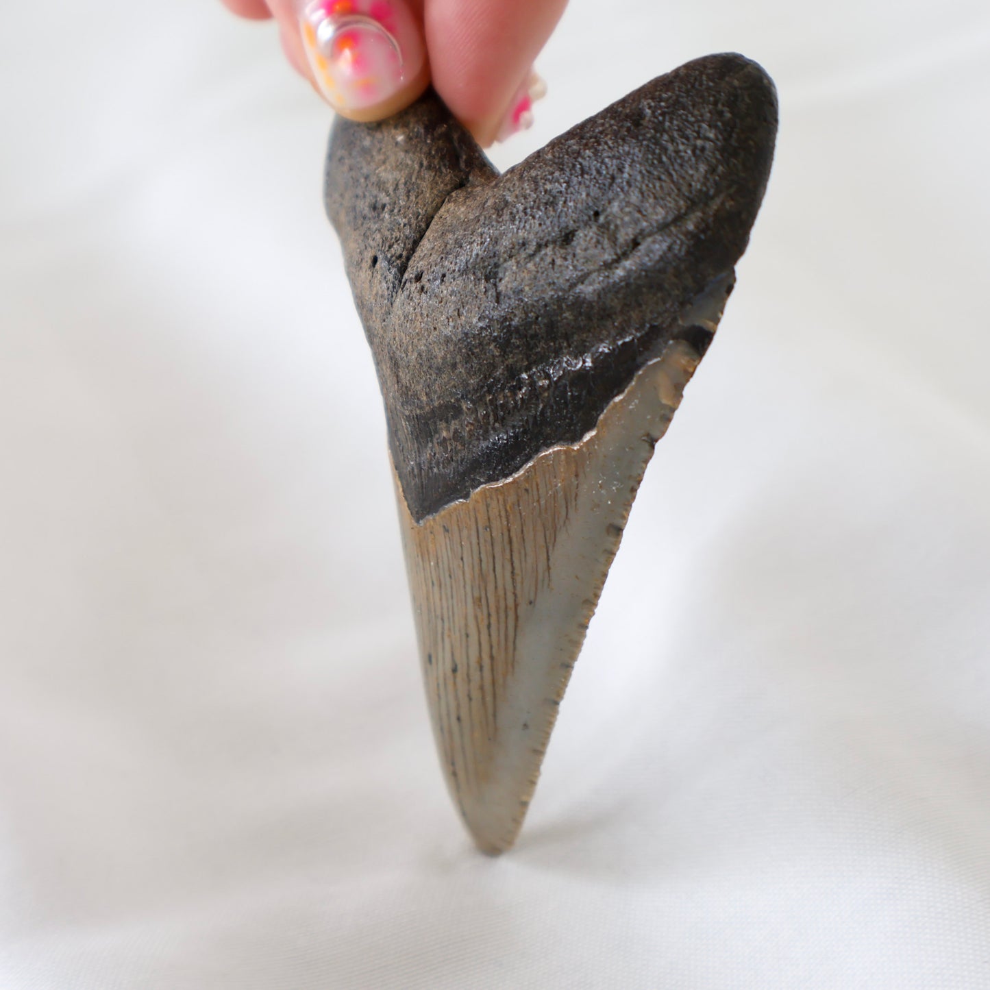 Whole Megalodon Tooth (A)