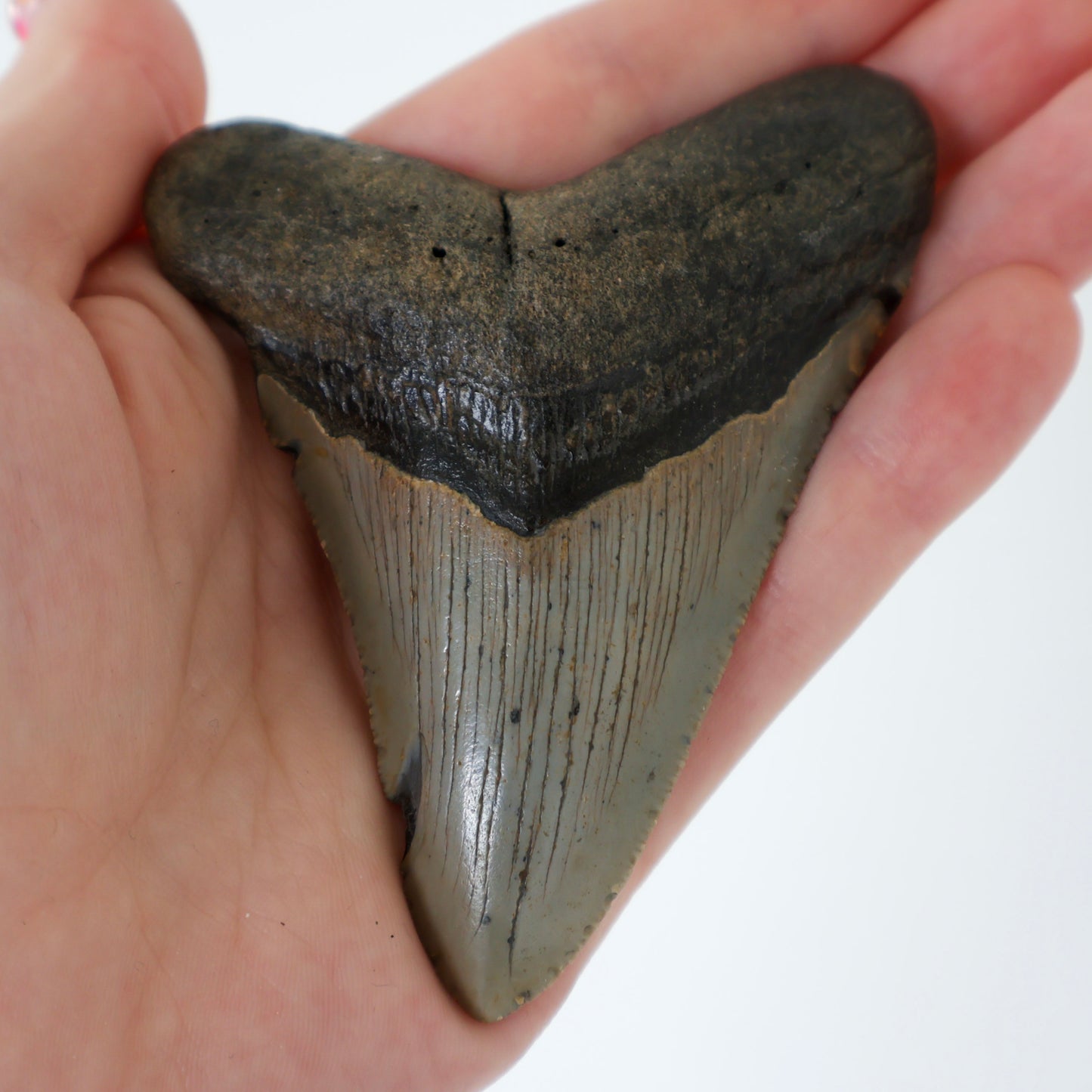 Whole Megalodon Tooth (A)
