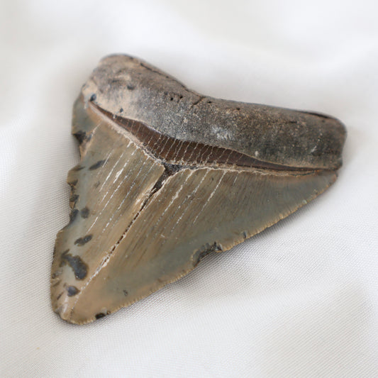 Whole Megalodon Tooth (B)