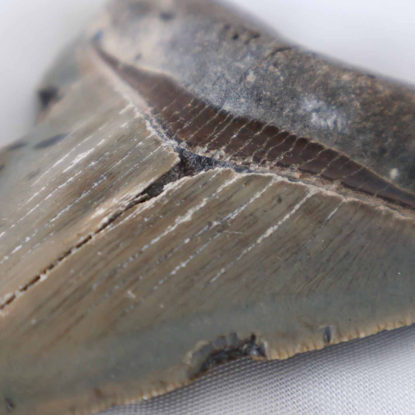 Whole Megalodon Tooth (B)