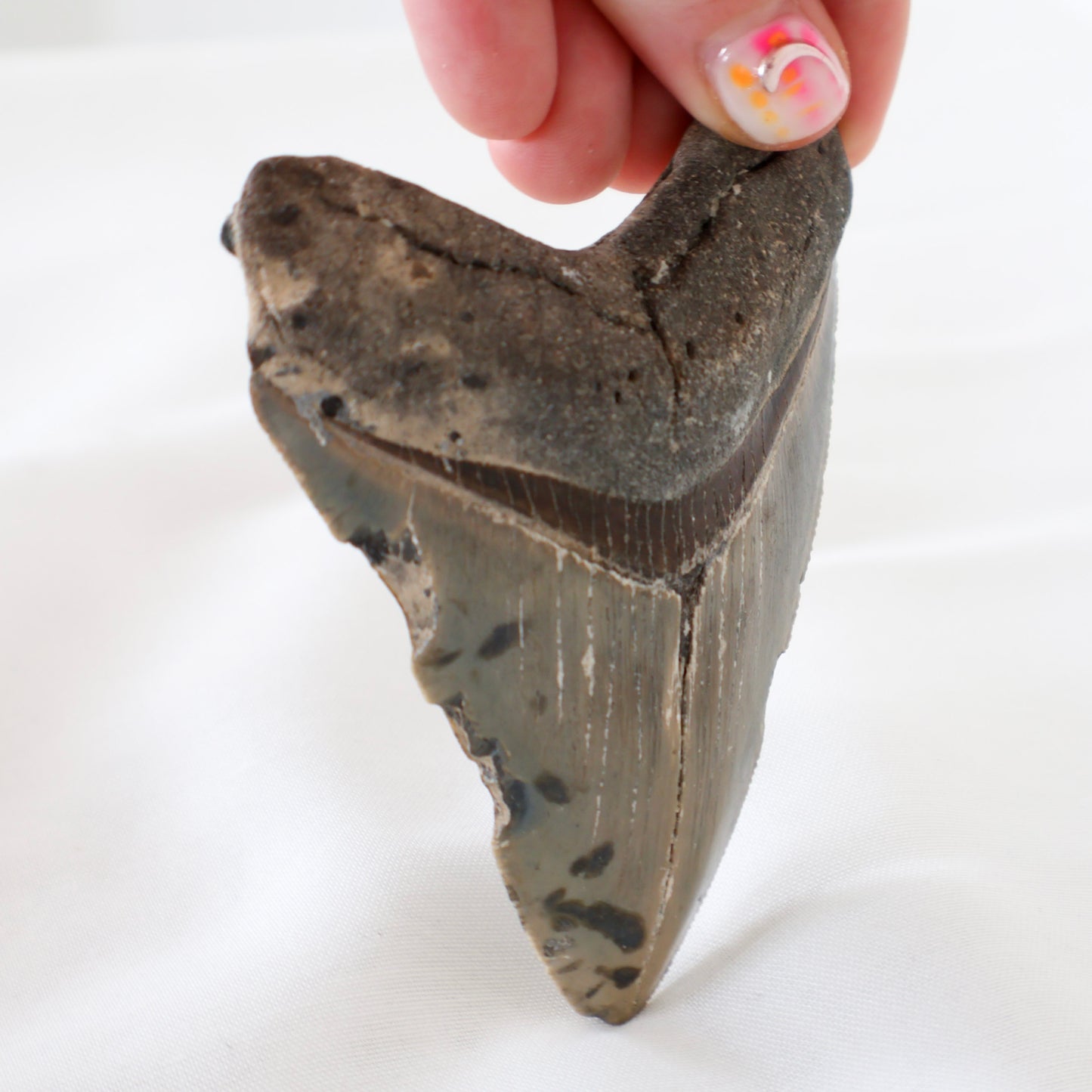 Whole Megalodon Tooth (B)