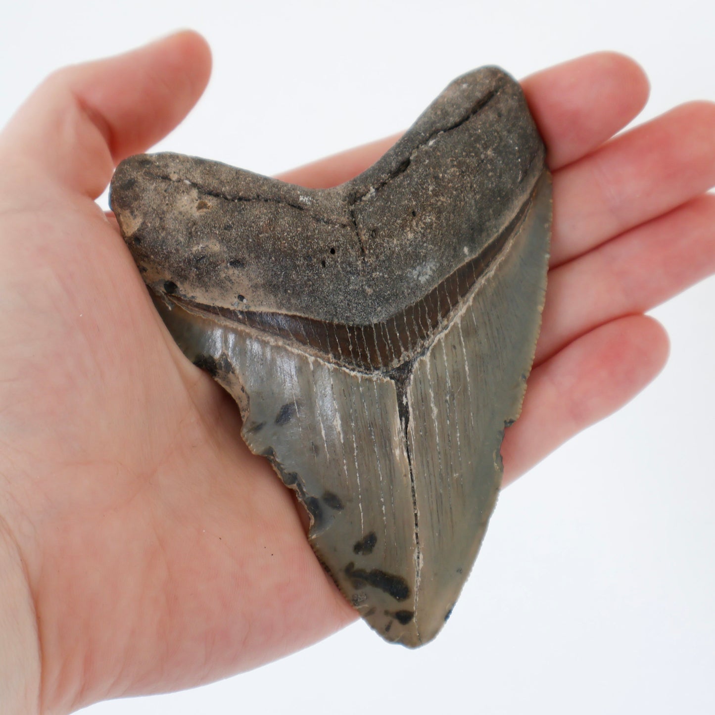 Whole Megalodon Tooth (B)