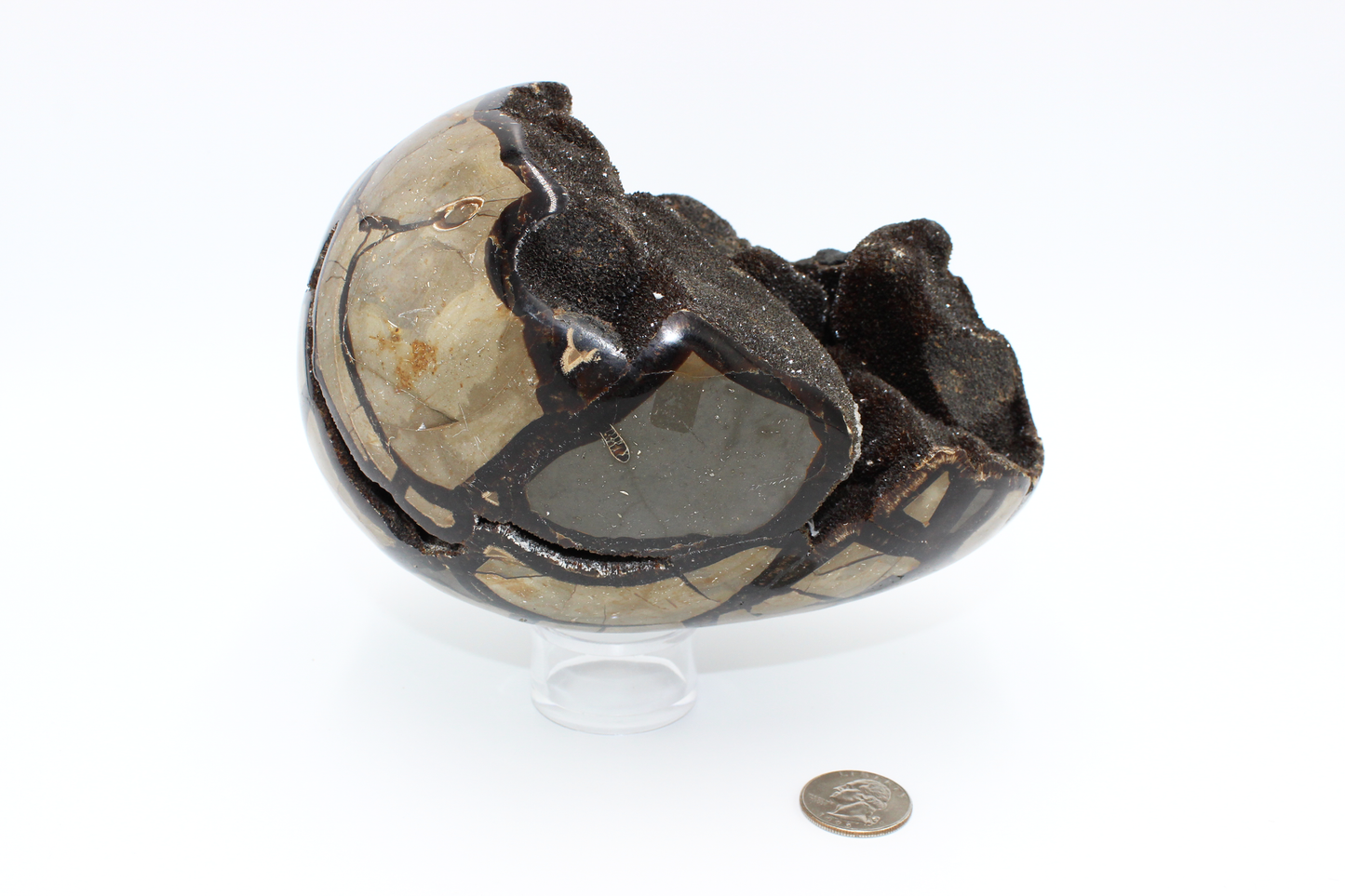 Septarian Dragon Egg - L