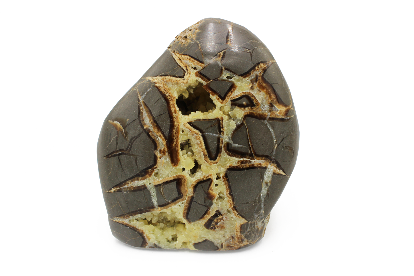 Utah Septarian Freeform